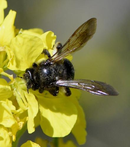 Andrena sp.